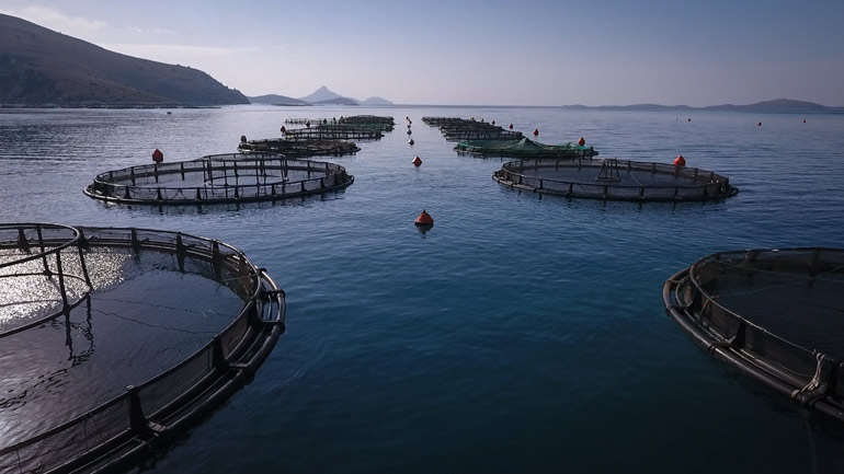 Πρωτοβουλία για την «υπεύθυνη υδατοκαλλιέργεια» στην Ελλάδα και τη Μεσόγειο