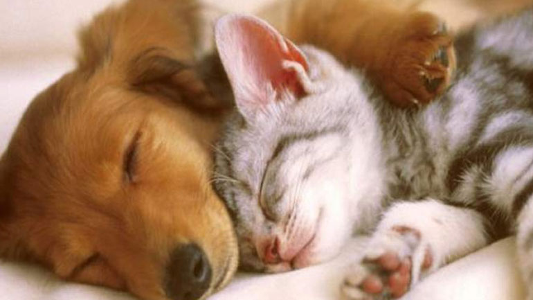 Τελικά, οι σκύλοι ή οι γάτες είναι πιο έξυπνα ζώα;