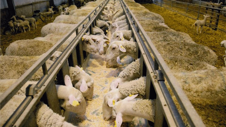 Λέσβος: Περίπου 350 κτηνοτρόφοι στοχεύουν στη δημιουργία σύγχρονων τυροκομικών μονάδων