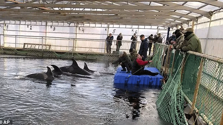 Οι ρωσικές αρχές έδωσαν εντολή για την απελευθέρωση των «φυλακισμένων» φαλαινών