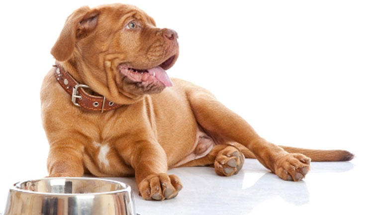 Ποιες είναι οι νέες τάσεις στη διατροφή του σκύλου;