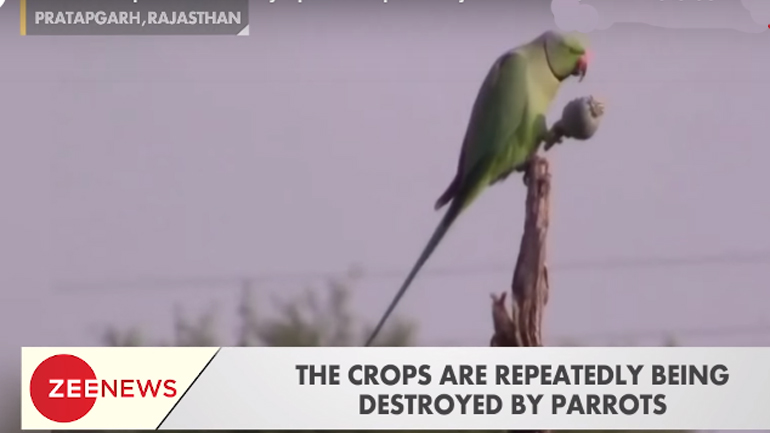 Ινδία: Παπαγάλοι εθίστηκαν στο όπιο κι έχουν γίνει εφιάλτης Ινδία: Παπαγάλοι εθίστηκαν στο όπιο κι έχουν γίνει εφιάλτης