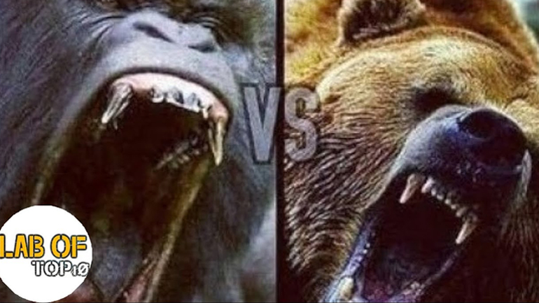 Τα 10 πιο ισχυρά σαγόνια ζώων 