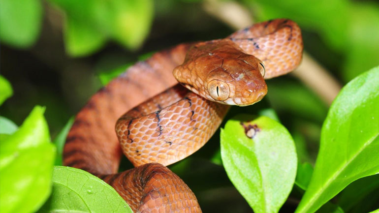 Έρευνα: Τα ξενικά είδη-εισβολείς είναι η κύρια αιτία της εξαφάνισης πολλών ζώων και φυτών