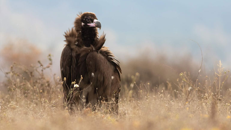 Σπάνιος μαυρόγυπας διέσχισε τα Βαλκάνια και πέθανε στην Ελλάδα από φόλα
