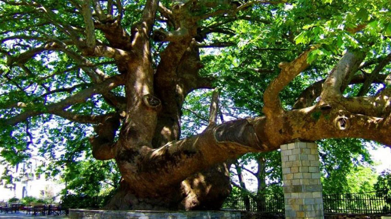Ο Γ. Δημαράς σήμανε την έναρξη της Εθνικής καμπάνιας για τη διάσωση του πλατάνου