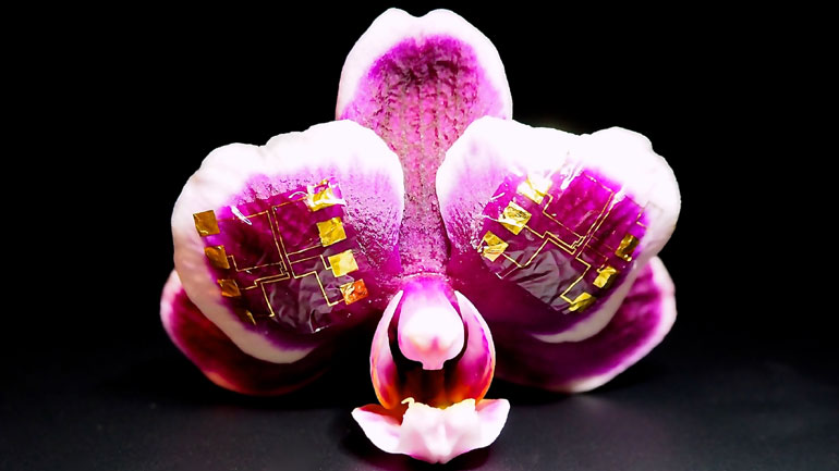 Δημιουργήθηκε ένα πρωτοποριακό τρανζίστορ για ιατρικές βιοηλεκτρονικές συσκευές Δημιουργήθηκε ένα πρωτοποριακό τρανζίστορ για ιατρικές βιοηλεκτρονικές συσκευές