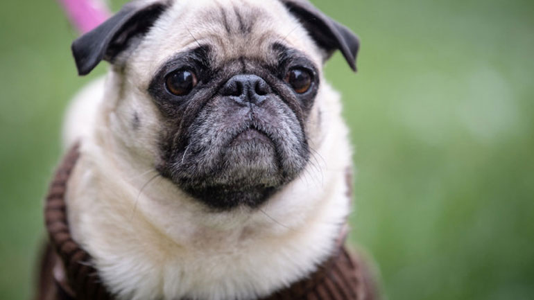 Σάλος από την απόφαση της δημοτικής αρχής γερμανικής πόλης να πουλήσει στο eBay το σκυλάκι οικογένειας που είχε χρέη