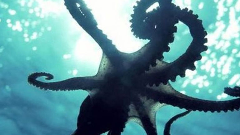 Κατασχέθηκαν χταπόδια στην Ιχθυόσκαλα Νέας Μηχανιώνας Θεσσαλονίκης