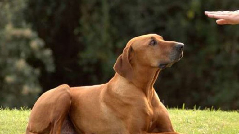 Συμβουλές για να βελτιώσουμε τη σχέση με τον σκύλο μας