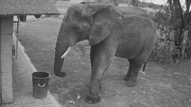 Ελέφαντας μαζεύει σκουπίδια