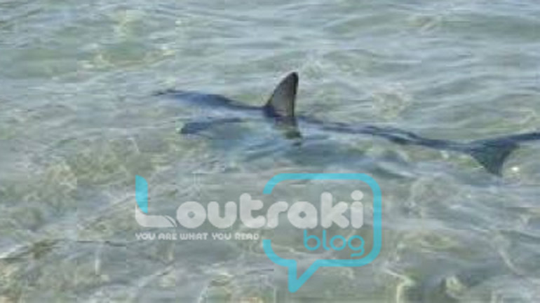 Μικρός καρχαρίας «κόβει» βόλτες στο Λουτράκι