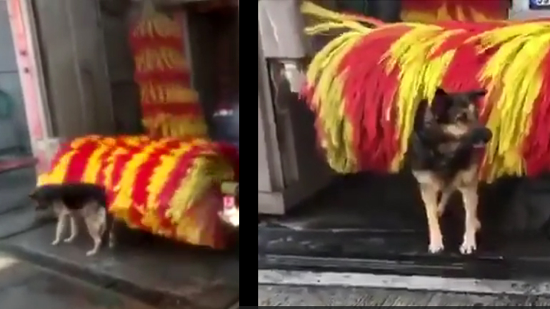 Σκύλος κάνει μπάνιο σε πλυντήριο αυτοκινήτου