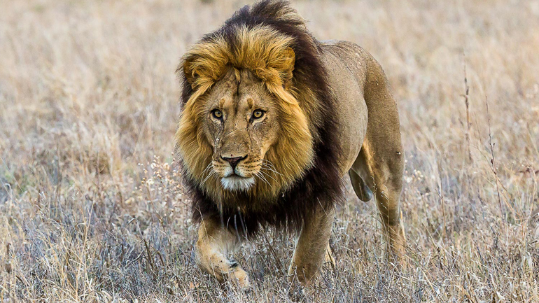 Λιοντάρι που ζούσε σε αυλή σπιτιού κατασπάραξε τον ιδιοκτήτη του