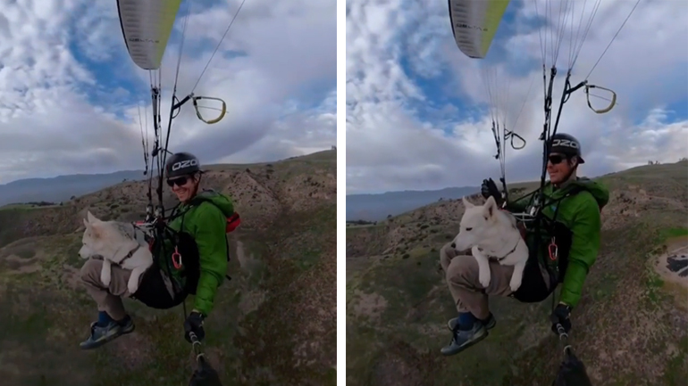 Σκύλος απολαμβάνει τη βόλτα με παραπέντε