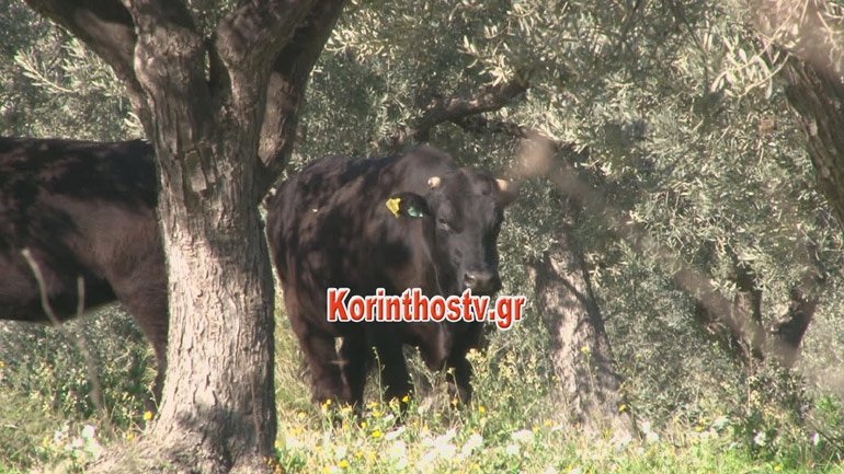 Η τραγωδία στην Κόρινθο με τον ταύρο – Πώς σκότωσε τον 71χρονο και εξουδετερώθηκε από αστυνομικούς