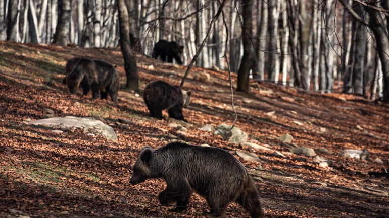 Ξύπνησαν οι αρκούδες από τη χειμέρια νάρκη