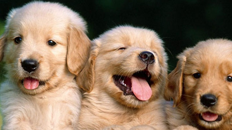 Πόσα κουτάβια μπορεί να γεννήσει ένας σκύλος;