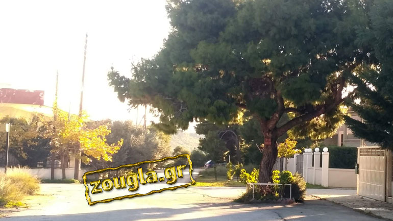 Κάτοικος Λουτρακίου καταγγέλλει: Δέντρο στη μέση του δρόμου εδώ και χρόνια!