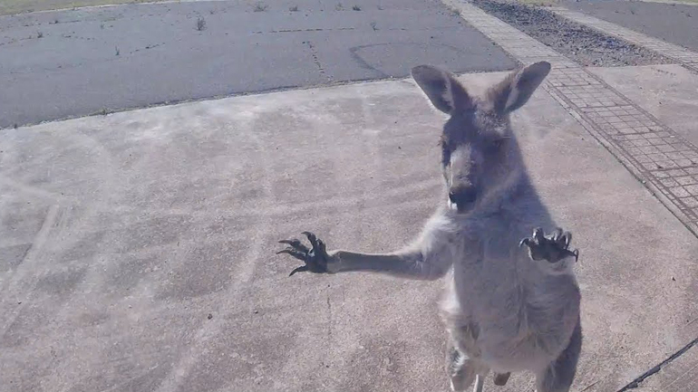 Καγκουρό την πέφτει σε paraglider