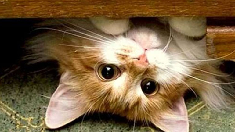 Πέντε νιαουρίσματα και τι σημαίνουν;