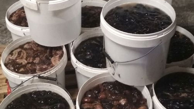 Κατάσχεση οστράκων  στην Καβάλα