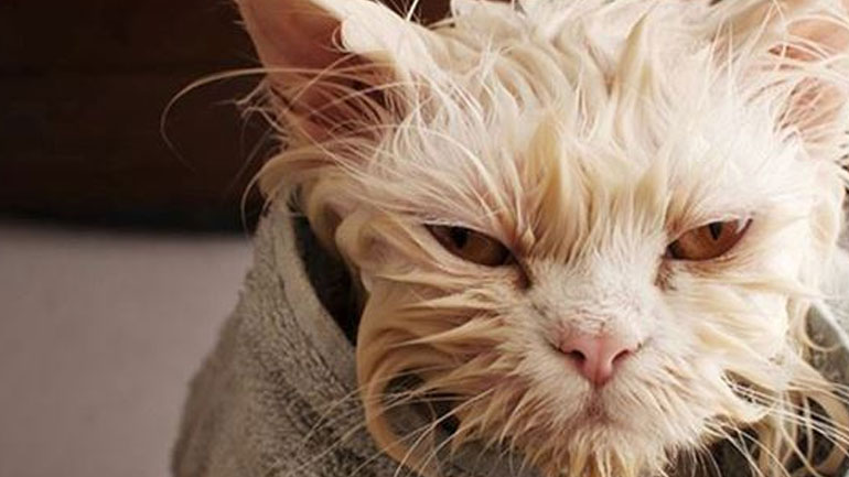 Γιατί η γάτα σου μισεί το μπάνιο;