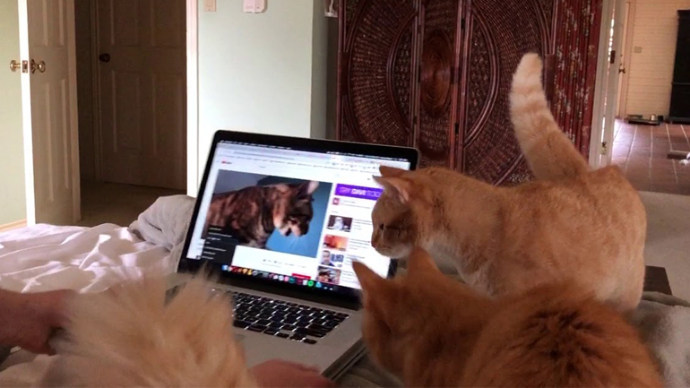Γάτες ψάχνουν τη γάτα στο βίντεο