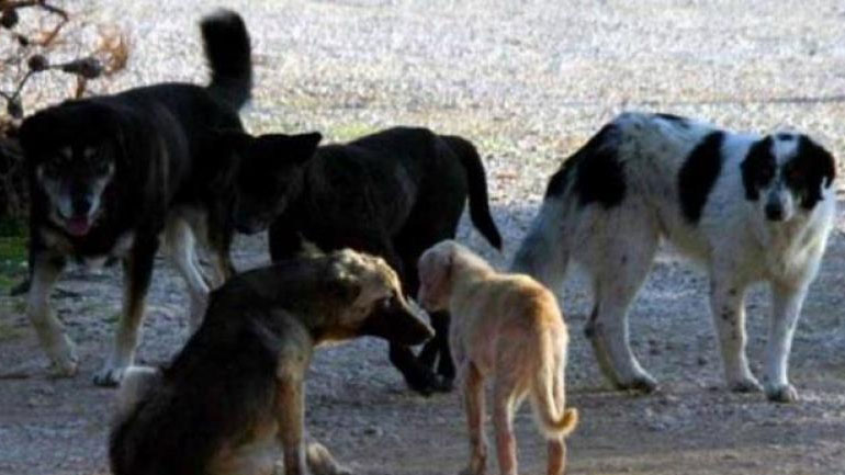 Μήνυση κατά του δήμου Κοζάνης για επιθέσεις από αδέσποτους σκύλους, κατέθεσε ο πρύτανης του ΤΕΙ – Διαψεύδει η δημοτική αρχή