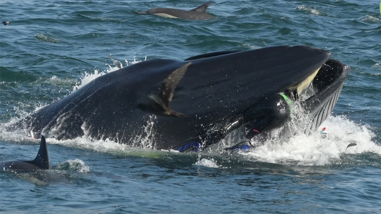 Φάλαινα σχεδόν καταπίνει δύτη