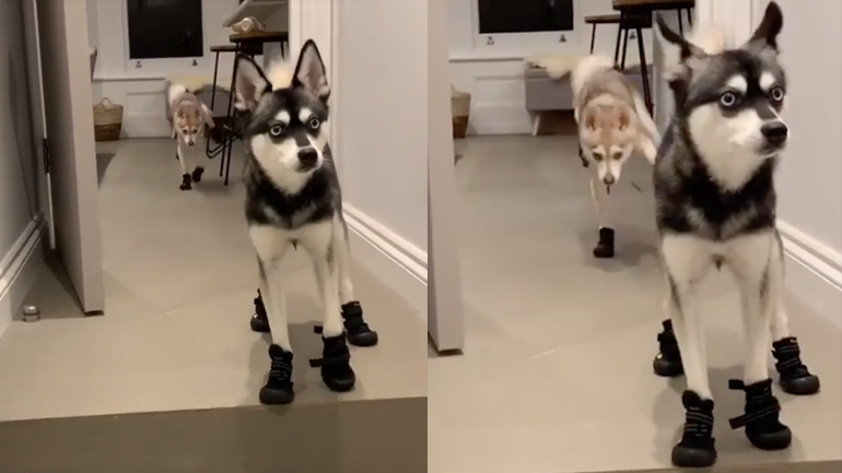 Το αστείο περπάτημα δύο σκύλων με παπούτσια