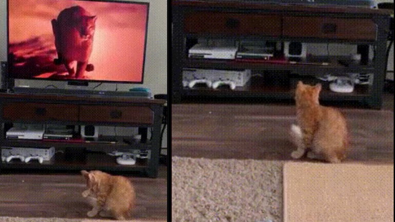 Γάτα εναντίον πούμα