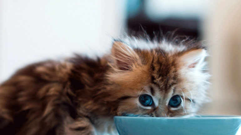 Επτά πράγματα που πρέπει να γνωρίζεις αν βρήκες ένα εγκαταλελειμμένο γατάκι