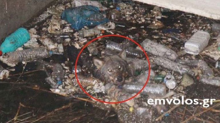 Διάσωση λύκου από πνιγμό που είχε εγκλωβιστεί σε νερά διώρυγας Διάσωση λύκου από πνιγμό που είχε εγκλωβιστεί σε νερά διώρυγας