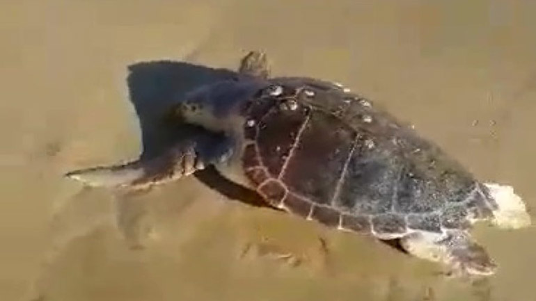 Μία ακόμα νεκρή χελώνα σε παραλία της Κρήτης