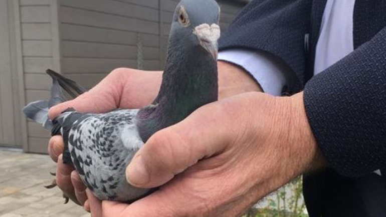 Βέλγιο: Ταχυδρομικό περιστέρι πουλήθηκε έναντι 1,25 εκατ. ευρώ