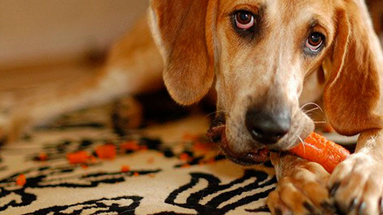 Μπορεί ο σκύλος μου να γίνει χορτοφάγος;