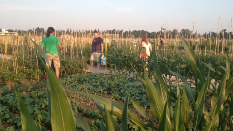 Ξεκινούν οι αιτήσεις για τους 100 λαχανόκηπους του ΑΠΘ