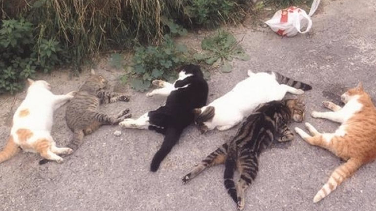 Κρήτη: Οργή για γυναίκα που δημοσίευσε οδηγίες για τη μαζική εξόντωση γατιών