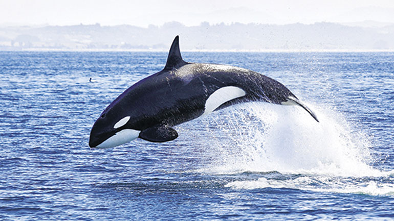 Φιλιππίνες: Φάλαινα πέθανε αφού κατάπιε 40 κιλά πλαστικές σακούλες