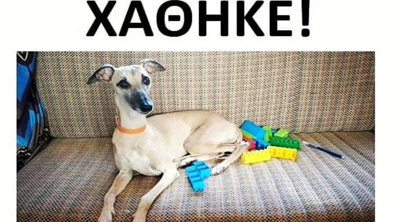 Τουρίστες έχασαν το σκυλάκι τους στην Πάτρα – Έκκληση για τον εντοπισμό του