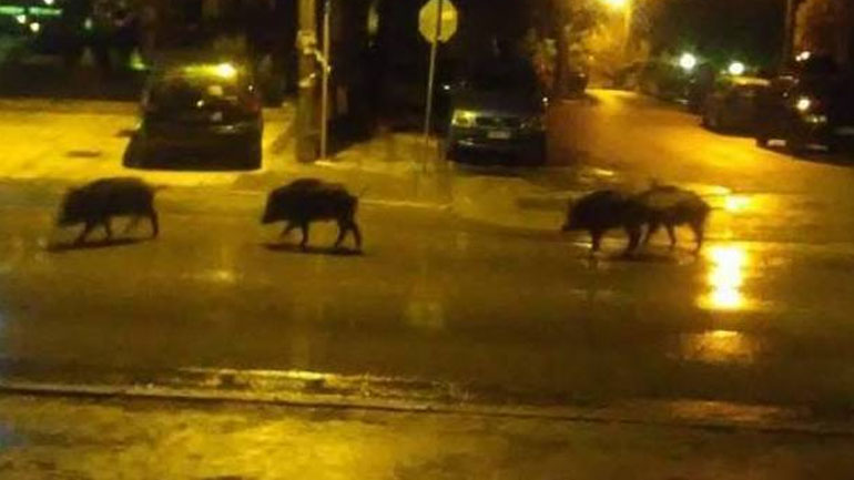 Βόλος: Αγριογούρουνα έκαναν… βόλτα στη μέση της λεωφόρου Αθηνών!
