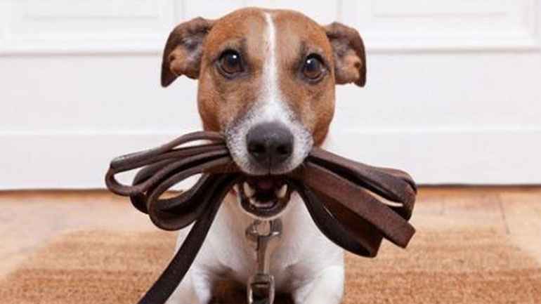 Γιατί τα σκυλιά μάς ακολουθούν στην τουαλέτα;