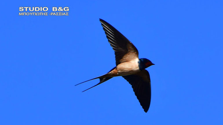 Ήρθαν τα χελιδόνια στο Ναύπλιο