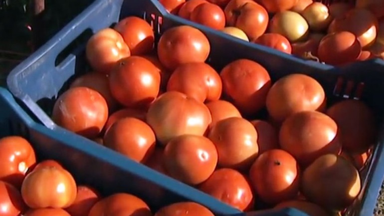 Δέσμευση 2,5 τόνων ντομάτας χωρίς σήμανση στον Πειραιά