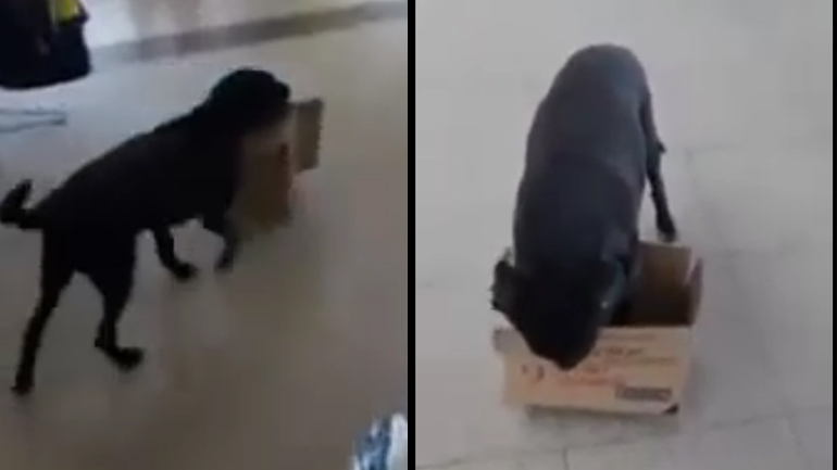 Αδέσποτος σκύλος ζητάει χαρτόκουτα για να φτιάξει το κρεβάτι του