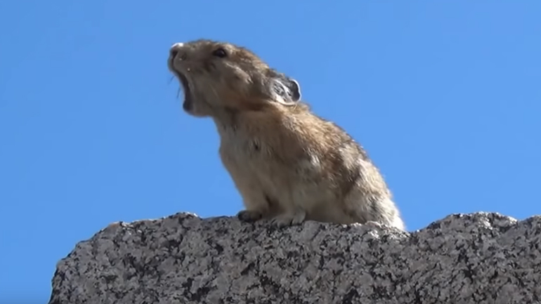 Ένα πίκα σε ρόλο Freddie Mercury