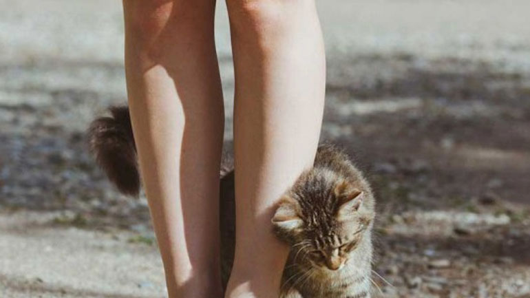 Γιατί η γάτα τρίβεται πάνω σας;
