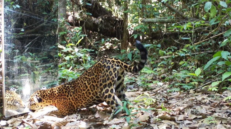 Άγρια ζώα κοιτιούνται στον καθρέφτη