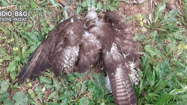 Ναύπλιο: Νεκρή γερακίνα από κυνηγετικό όπλο